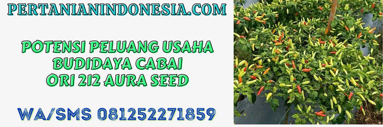 potensi,budidaya,budidaya cabe,budidaya cabe rawit,agrobisnis,budidaya cabe ori 212 aura seed